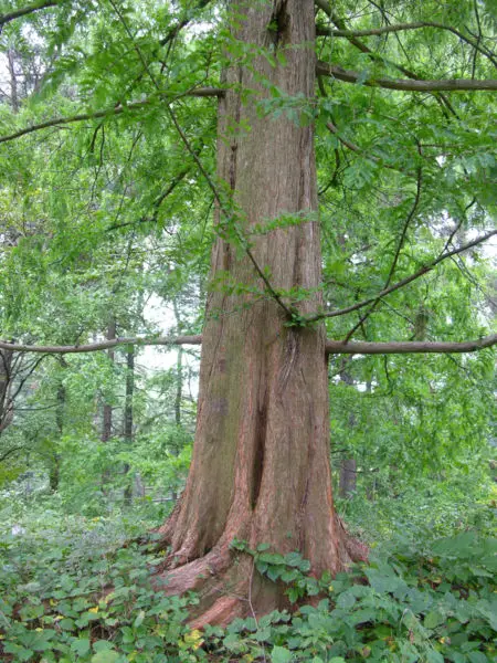450px dawn redwood metasequoia glyptostroboides trunk 2448px Dawn Redwood