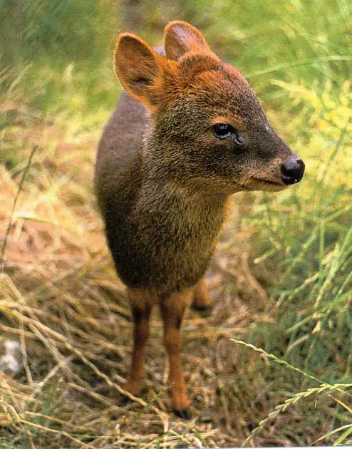 The female pudu breeds at about one year