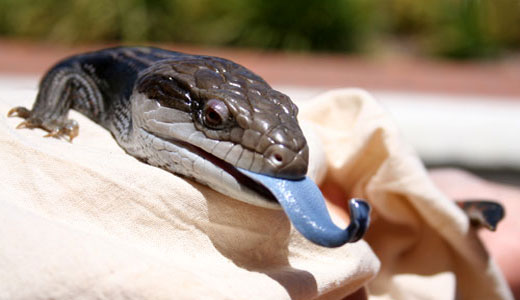 The Blue Tongued Lizard