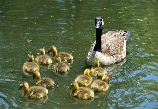 A Canada goose watches over ten fuzzy babies as they swim