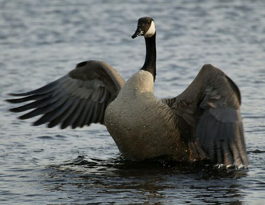Canada goose which is washing its feathers by vigorously beating the water with its wings