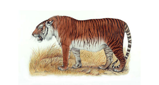 Caspian tiger (Panthera tigris virgata) drawing