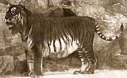 Caspian Tiger