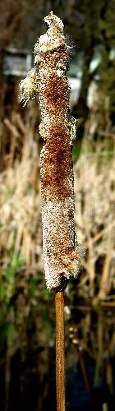 The seedheads of the cattail are eaten by man animals