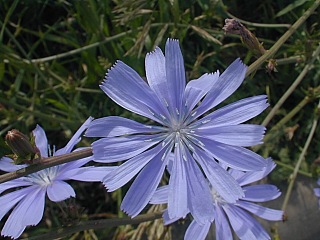 Used as an additive for coffee world over, chicory is also sometimes classed as an invasive plant