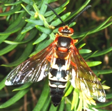 cicada Cicada Wasp