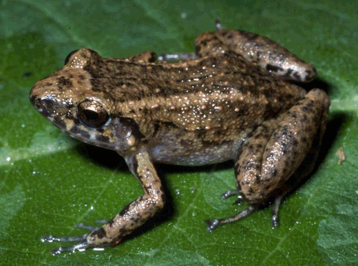 The Eleutherodactylus Frog