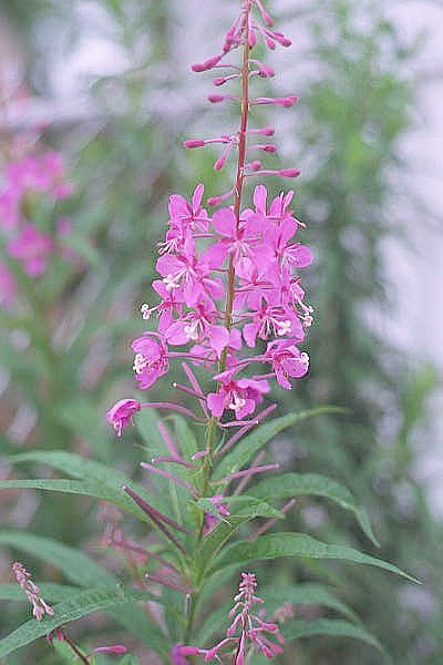 Fireweed grows wild and is sometimes termed a  noxious weed