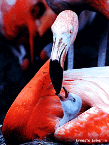 A female flamingo feeding milk to the chick
