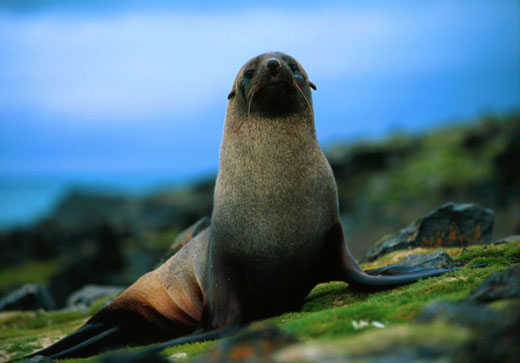 Adult Fur Seal