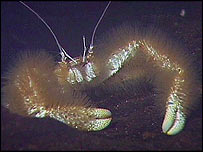 Furry lobster found in the Pacific
