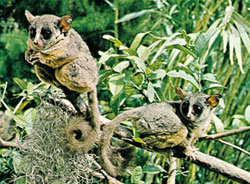 The Senegal Bushbaby is perhaps the most widespread of the bushbabies
