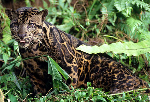 leopardr1403 600x463 Bornean Big Cat