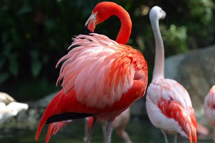 A lighter and darker flamingo side by side