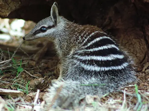 The Numbat, a pouchless marsupial