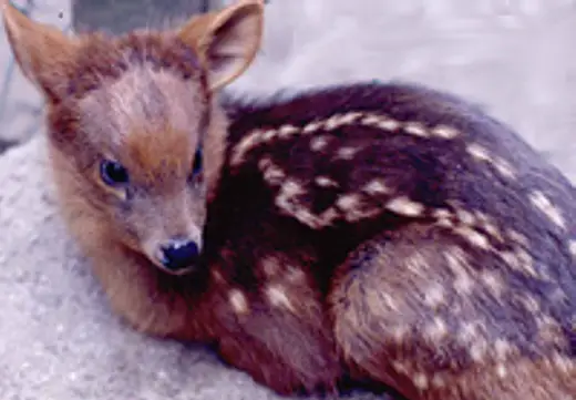 The small pudu are covered with white spots