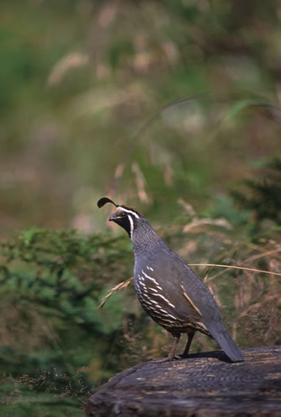 A quail in its native habitat, the underbrush