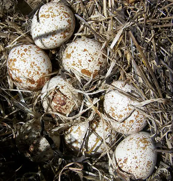 Bobwhite, or Virginia Quail Eggs in nest