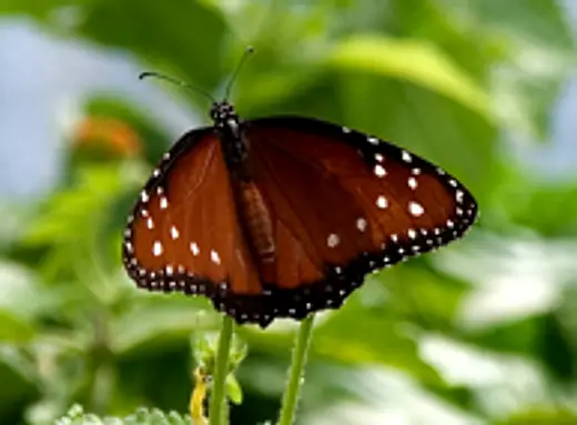 The Adult Queen Butterfly