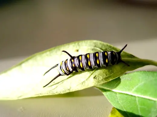 The queen butterfly caterpillar eats milkweed
