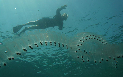 A string of salp captured in the Red Sea