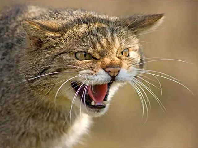 scottishwildcat Scottish Wildcat