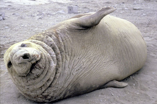 The Southern Elephant Seal