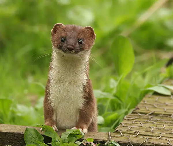 A Stoat, one of the more prolific animals in the UK