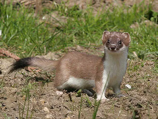 a Stoat in Cheshire