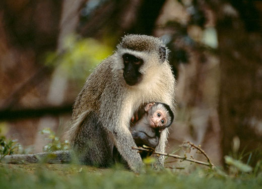 A Female Vervet Monkey with her baby