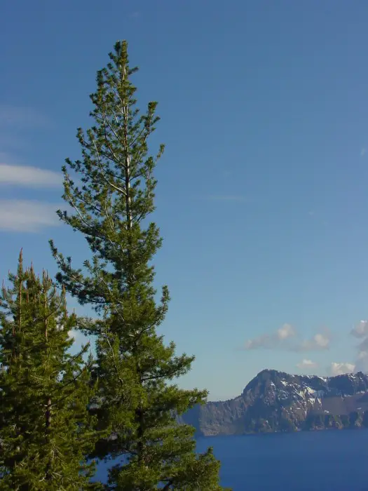 The Western White Pine Tree