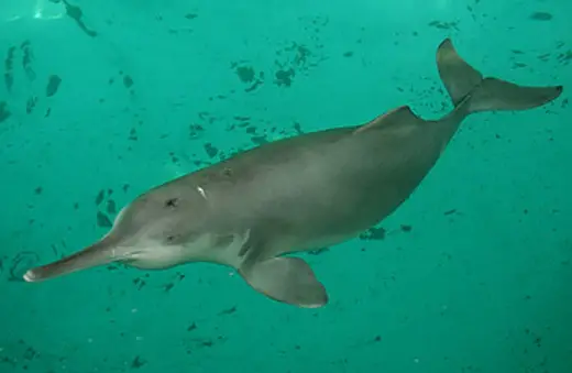 yangtze dolphin Yangtze River Dolphins