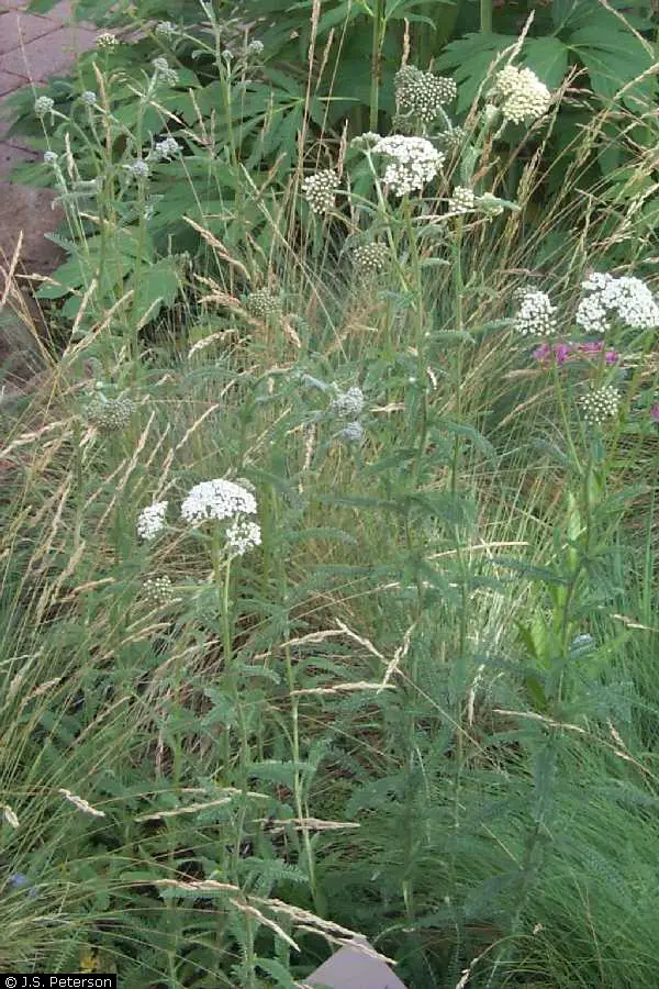 The common yarrow plant has been in use for centuries