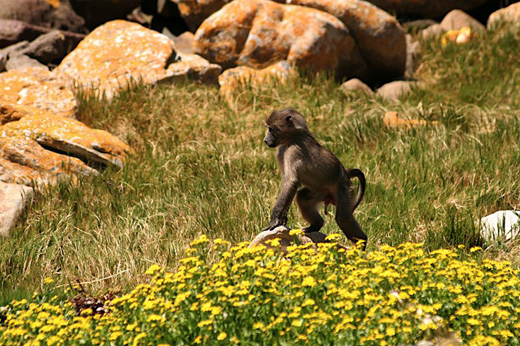 Young Chacma Baboon in South Africa.
