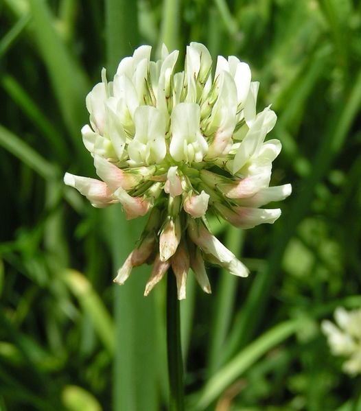 White clover can also make a nutritious survival food
