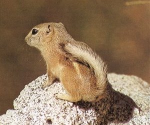 The Antelope squirrel loves desert conditions