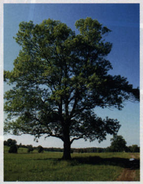 The Ash Tree is a strong wood which is used for bows 
