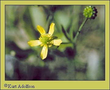 The Prairie buttercup is found all over the midwest