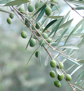 Olives have been domesticated for over 8000 years