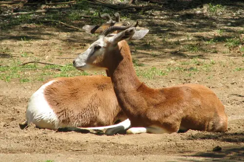 The Mhorr Gazelle horns are very distinct