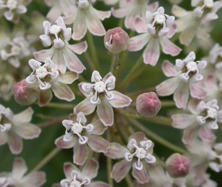 milkweed flowers are a crucial source of nectar for some species