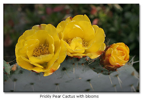 The prickly pear cactus is not only edible but is considered a delicacy