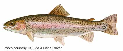 rainbowtrout1 Rainbow trout (Oncorhynchus mykiss)