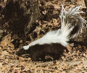 A skunk can spray accurately up to 15 feet
