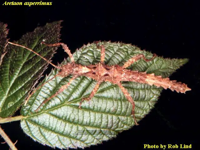 There are multiple varieties of stick insects with many kept as pets