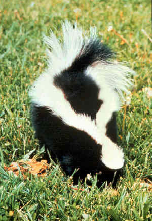 Skunks can give off an odor that actually causes temporary blindness