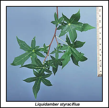 The sweet gum tree has very distinctive star shaped leaves