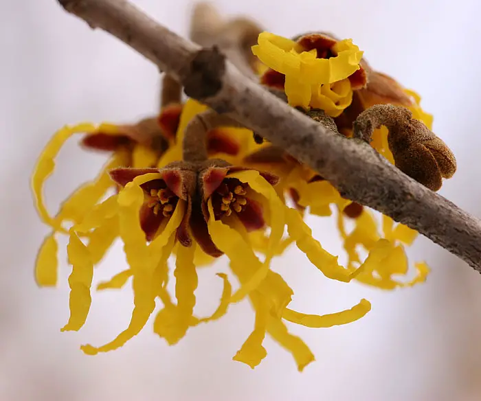 Witch hazel is more a shrub than a plant