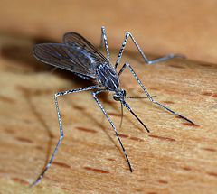 The Mosquito, a deadly insect