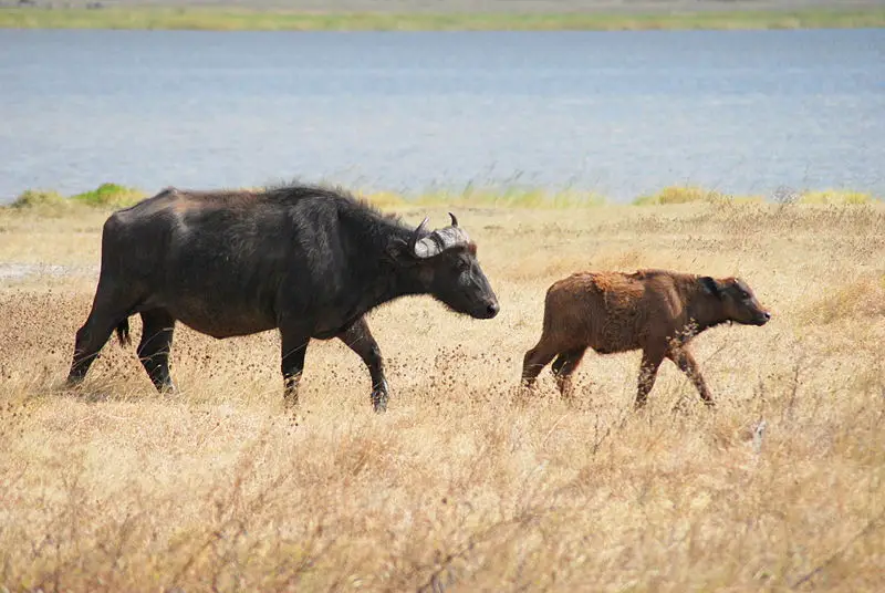Cape Buffalo Mother and Calf